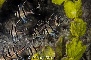 Banggai cardinalfish by Michal Štros 